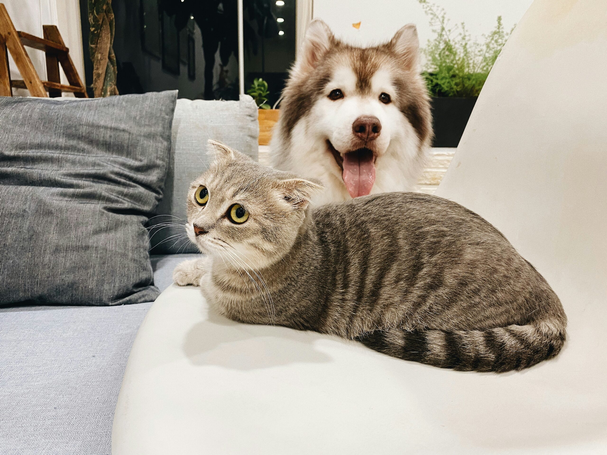 pet wellness