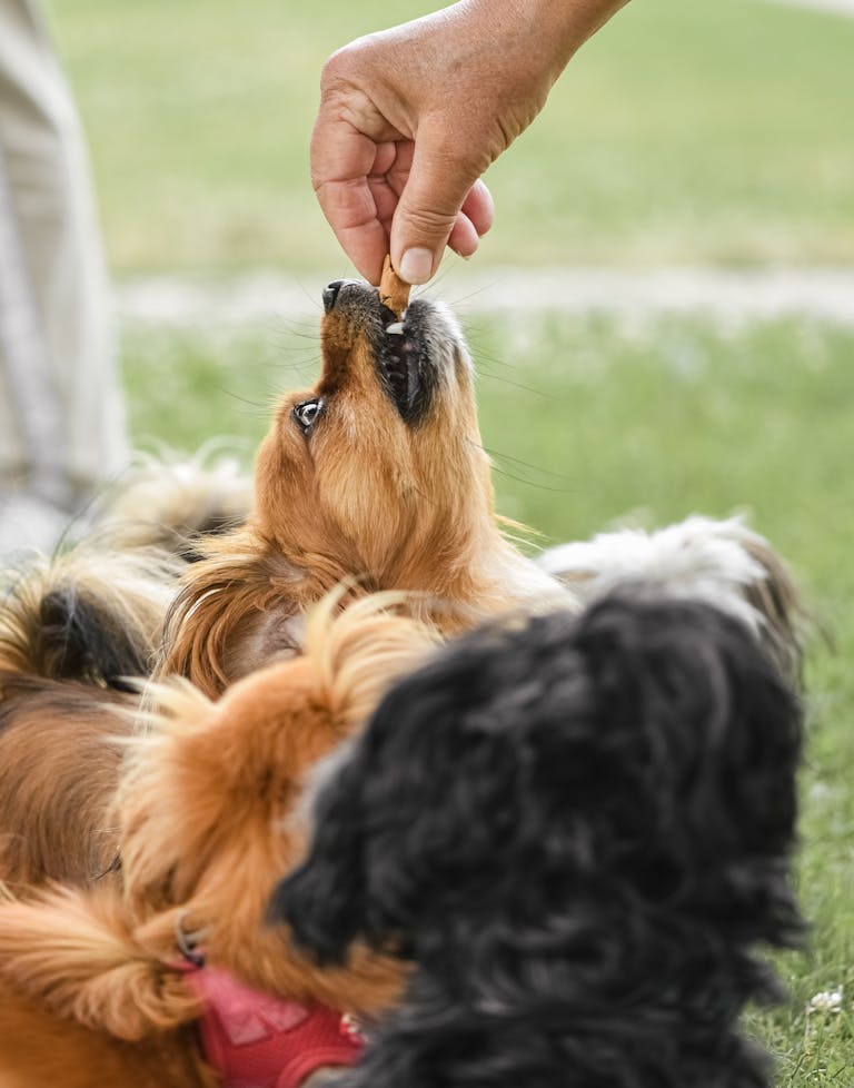 Healthy Dog Treats
