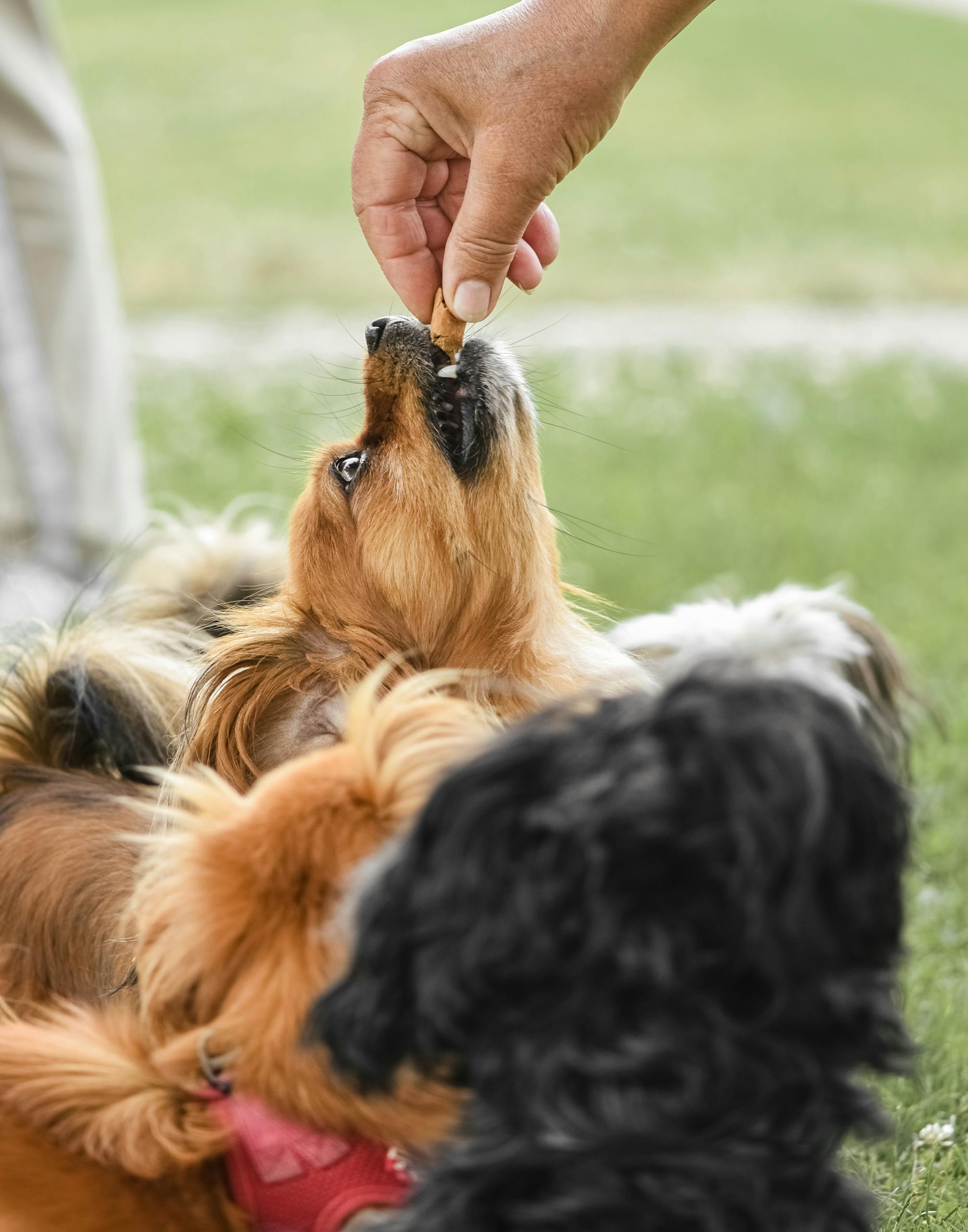 Healthy Dog Treats