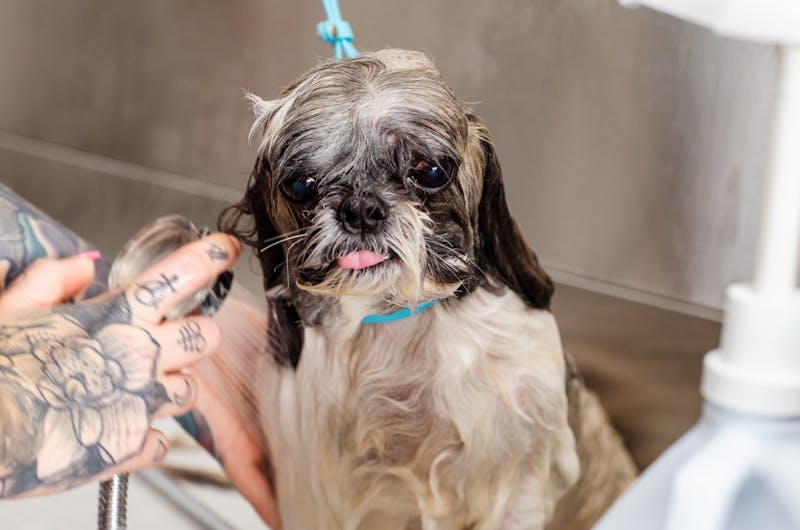 home remedies for dog itchy skin