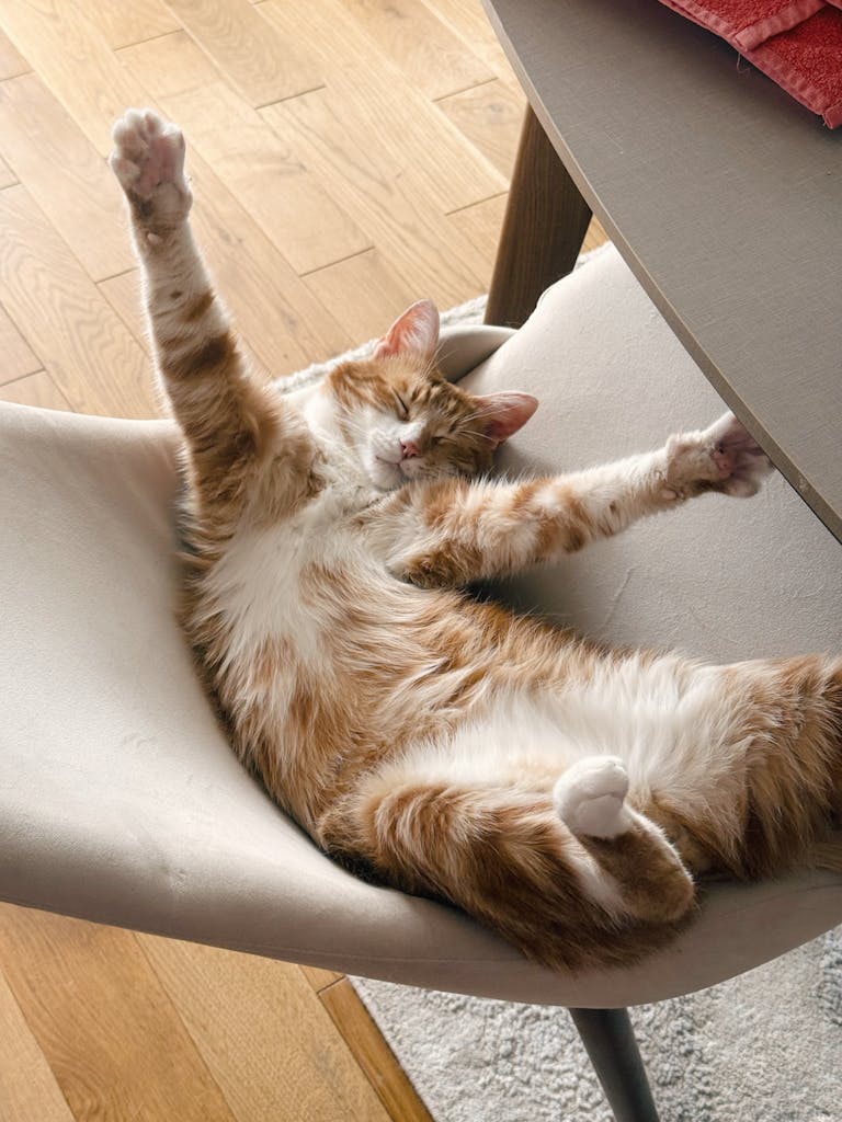 common cat health problems