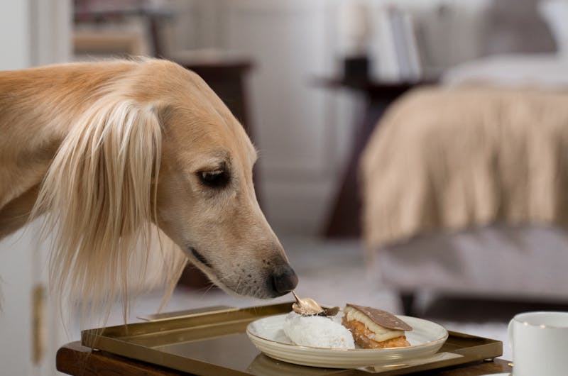 foods dogs should not eat.